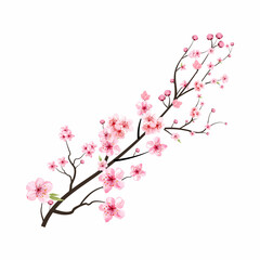 Cherry blossom with watercolor Sakura flower blooming. Realistic watercolor cherry flower vector. Sakura branch. Cherry blossom branch with pink Sakura flower vector. Japanese Cherry blossom.