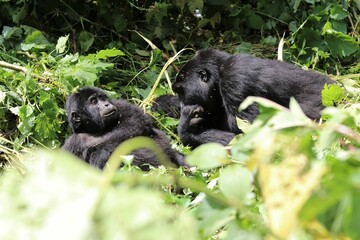 baby mountain gorilla (gorilla beringei beringei) - Bwindi Nationalpark, Uganda, Africa