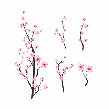 Cherry blossom with watercolor blooming Sakura. Realistic Cherry blossom branch elements. Sakura flower branch illustration. Pink watercolor cherry flower vector. Japanese Cherry blossom vector.