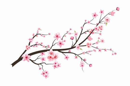 Cherry blossom with blooming watercolor Sakura flower. Realistic Sakura flower branch. Japanese Cherry blossom vector. Cherry blossom branch vector. Watercolor cherry flower illustration.