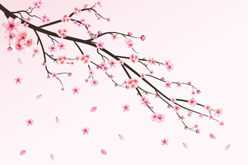 Cherry blossom with watercolor Sakura flower. Cherry blossom leaves falling. Realistic sakura branch vector. Japanese Cherry blossom vector. Pink Sakura flower falling. Cherry branch with Sakura. © Ifti Digital