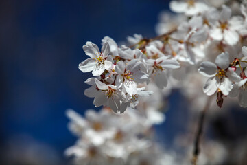 上品蓮台寺の枝垂れ桜