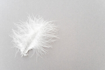 White swan feather on gray background, top view