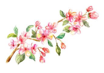 Apple pink blossom flowers watercolor hand drawing illustration.