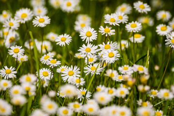 Selective focus photo. Daisy flowers on grass in garden.