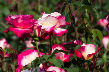 Fototapeta premium The name of this rose is 