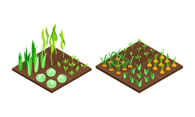 Farmland fields set. Vegetables growing on bed isometric vector illustration