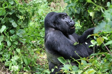 mountain gorilla (gorilla beringei beringei) - Bwindi Nationalpark, Uganda, Africa