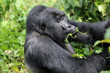 mountain gorilla (gorilla beringei beringei) - Bwindi Nationalpark, Uganda, Africa