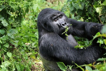 mountain gorilla (gorilla beringei beringei) - Bwindi Nationalpark, Uganda, Africa