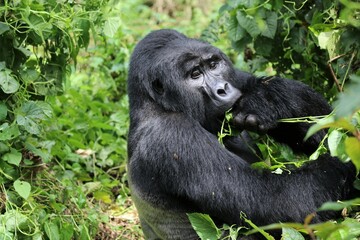 mountain gorilla (gorilla beringei beringei) - Bwindi Nationalpark, Uganda, Africa