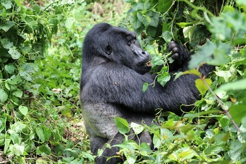 mountain gorilla (gorilla beringei beringei) - Bwindi Nationalpark, Uganda, Africa