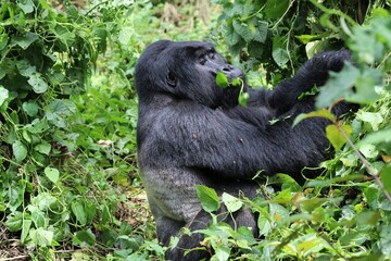 mountain gorilla (gorilla beringei beringei) - Bwindi Nationalpark, Uganda, Africa