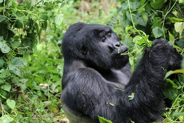 mountain gorilla (gorilla beringei beringei) - Bwindi Nationalpark, Uganda, Africa