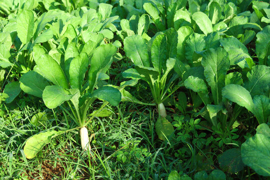 radish farm on field for harvest