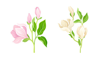 Beautiful blooming tree branches with white and pink flowers set vector illustration