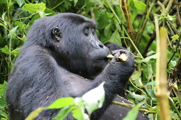 mountain gorilla (gorilla beringei beringei) - Bwindi Nationalpark, Uganda, Africa