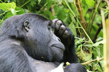 mountain gorilla (gorilla beringei beringei) - Bwindi Nationalpark, Uganda, Africa