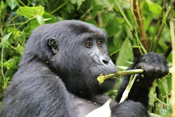Fototapeta premium mountain gorilla (gorilla beringei beringei) - Bwindi Nationalpark, Uganda, Africa