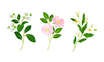 Beautiful spring flowers set vector illustration on white background