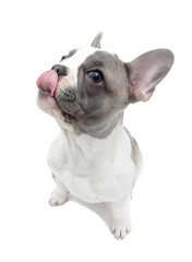 French bulldog puppy licks oneself