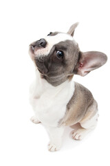 French bulldog puppy portrait