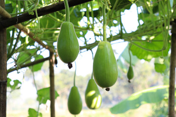 bottle guard farm on field