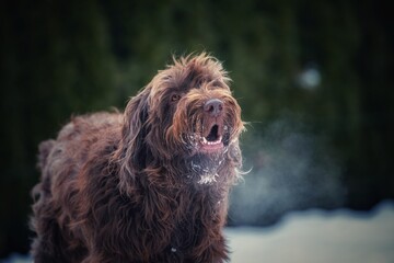 a barking dog would like to play at a cold winter day