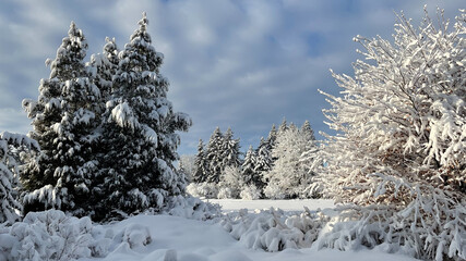 Snow - covered trees in the park