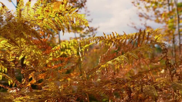 Close up view of yellow fern (Polypodiopsida) leaves in autumn season. Pristine forest in colorful fall season. Macro view of orange leaves. Amazing vivid nature