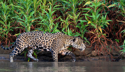 Fototapeta na wymiar Crouching Jaguar in the water on the river. Green natural background. Panthera onca. Natural habitat. Cuiaba river, Brazil