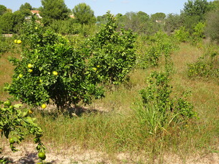 Fototapeta na wymiar Mandarin Oranges on Tree in Spain