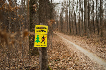 danger in a forest, sign of tree felling 