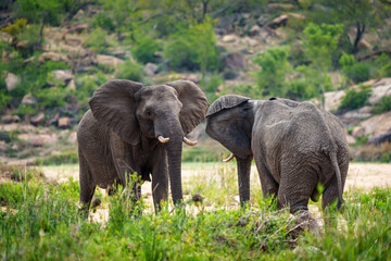 Fototapeta premium African bush elephant or African savanna elephant (Loxodonta africana) bulls challenging each other. Mpumalanga. South Africa.