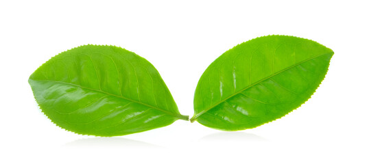 tea leaf isolated on white