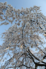 平野神社の枝垂れ桜