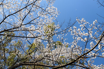 平野神社の枝垂れ桜