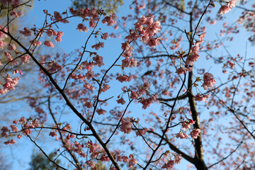 平野神社の陽光桜