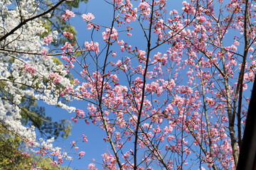 平野神社の陽光桜