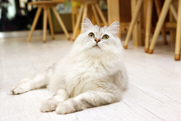 adorable pet persian cat

