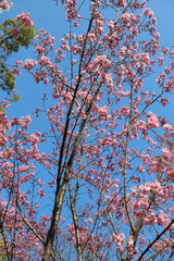 平野神社の陽光桜