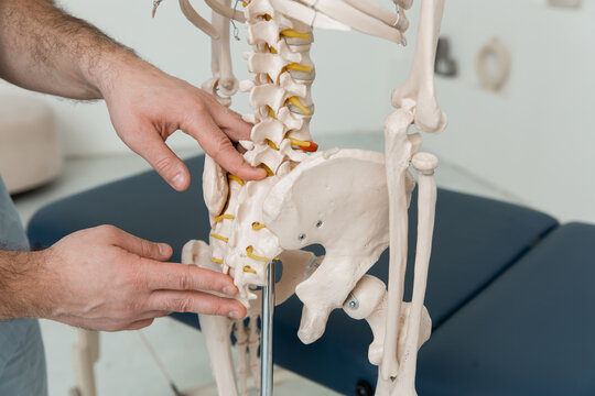 Doctor man pointing on coccyx of human skeleton anatomical model. Physiotherapist explaining joints model. Chiropractor or osteopath points to the skeleton of human body. Bones anatomy close up