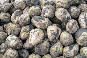 Fototapeta na wymiar Closeup of freshly harvested sugar beets covered with clay in a large heap waiting to be transported to the sugar factory. The photo was taken on an autumn day in the Dutch province of South Holland.