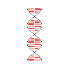 dna genetic structure