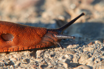 Red snail also slug ( Arion rufus ) on a stone path, photographed from the side, macro shot. Germany, Europe.