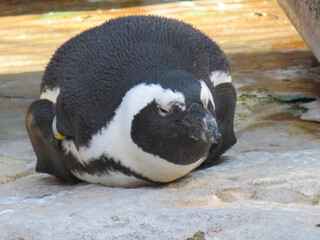 Fototapeta premium penguin on the beach