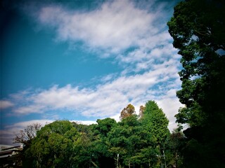 Obraz premium 秋の天気と自然の森