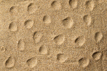 Sea sand with shell prints. Sandy texture. View from above. focusing in the center.