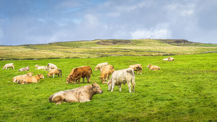 Fototapeta na wymiar Herd of cows or cattle resting on fresh green field or pasture in Cliffs of Moher, Wild Atlantic Way, County Clare, Ireland