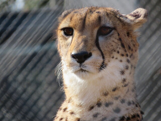 close up of a cheetah
